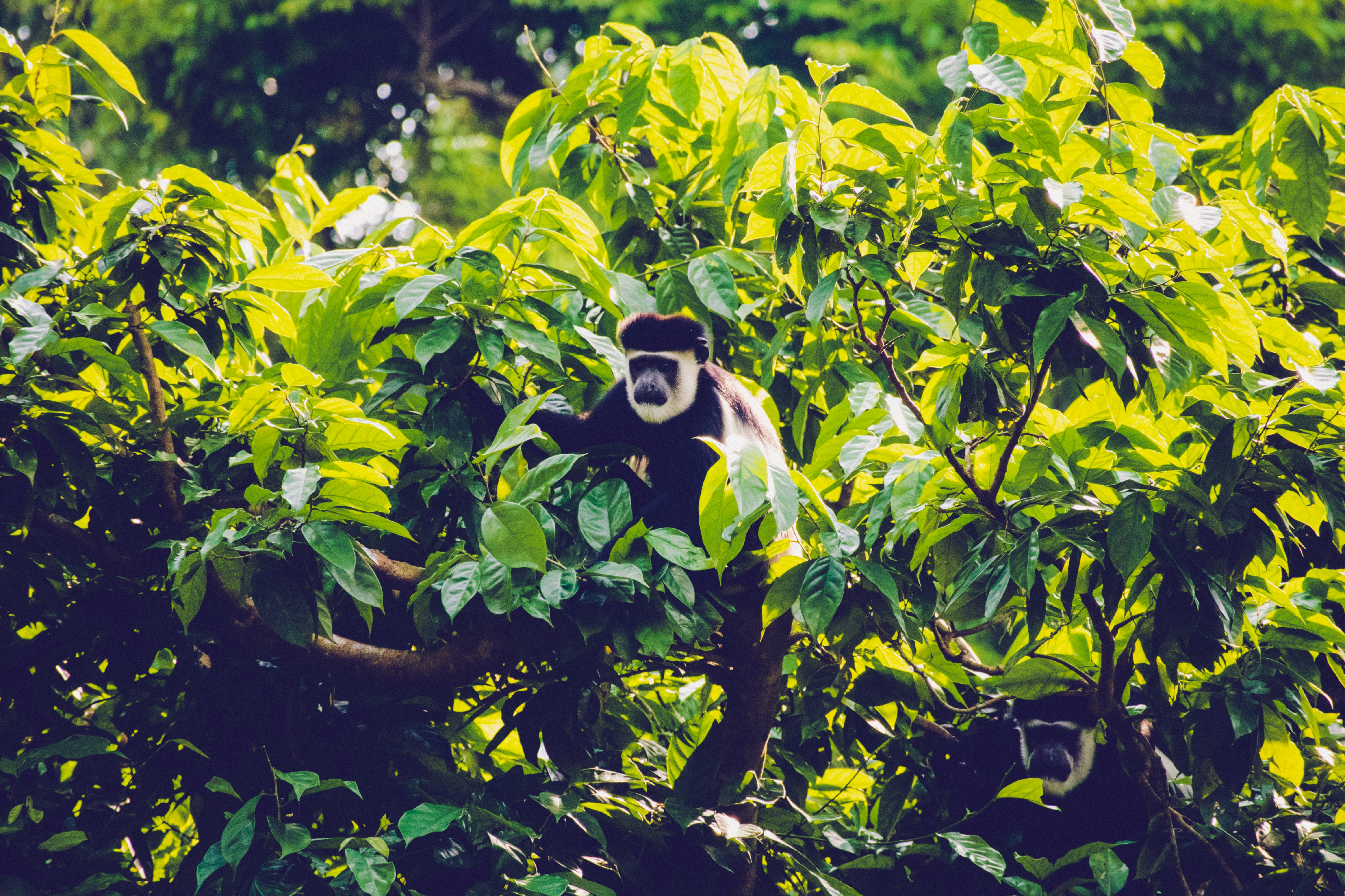 black and white and black and white and black dog