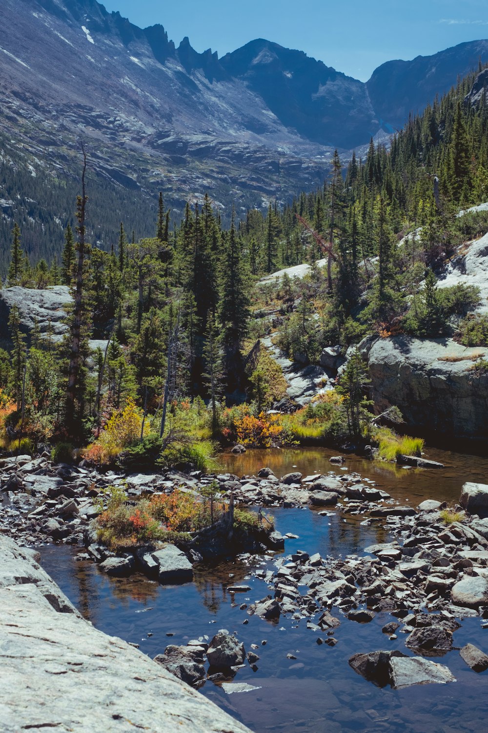 river and trees and trees