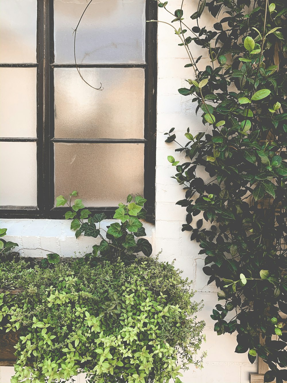 green plant beside white wall