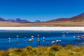 flock of birds on body of water during daytime