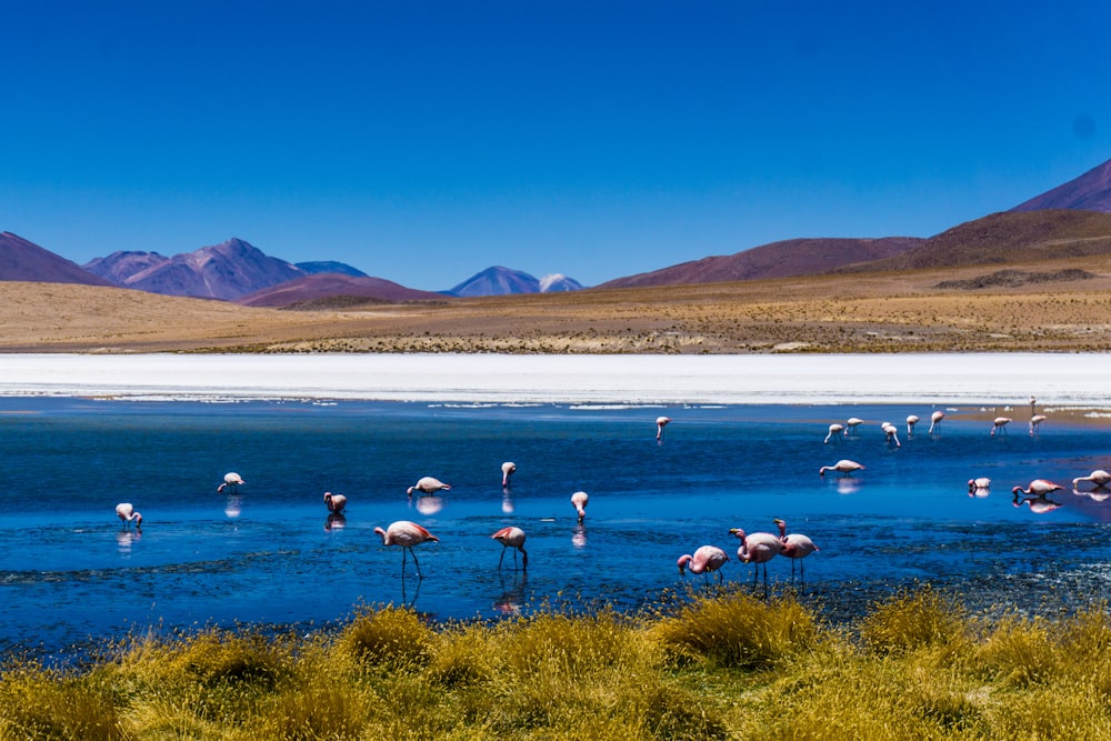 volée d’oiseaux sur le plan d’eau pendant la journée