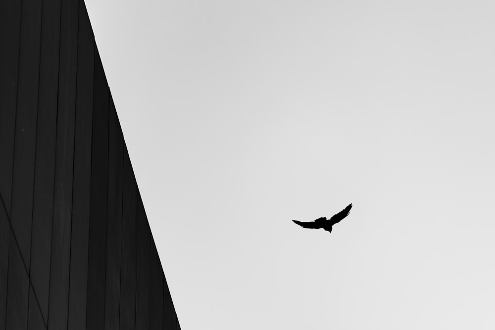 grayscale photography of flying bird during daytime
