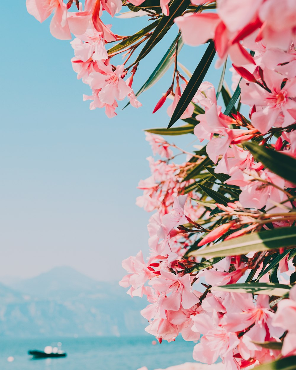 pink and white petaled flowers