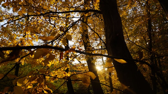 black and brown tree camouflage in Transilvania Romania