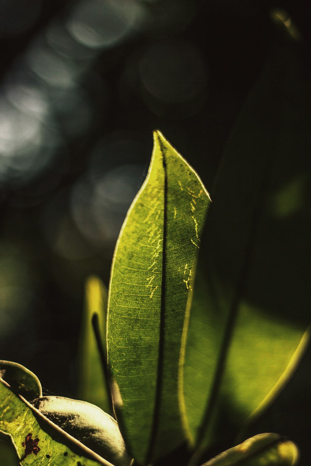 yellow and green leaf plant