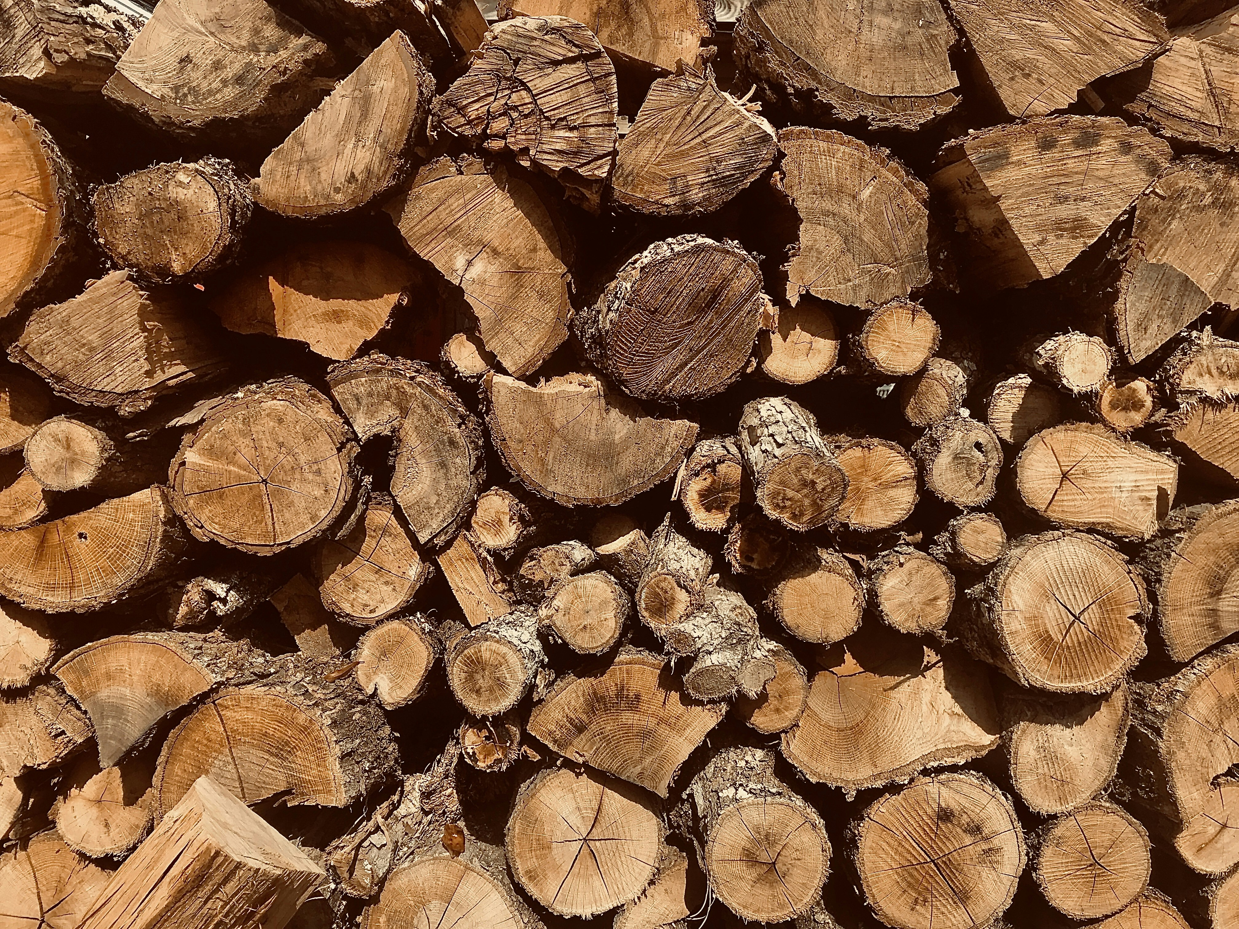 Photo by emilydafinchy