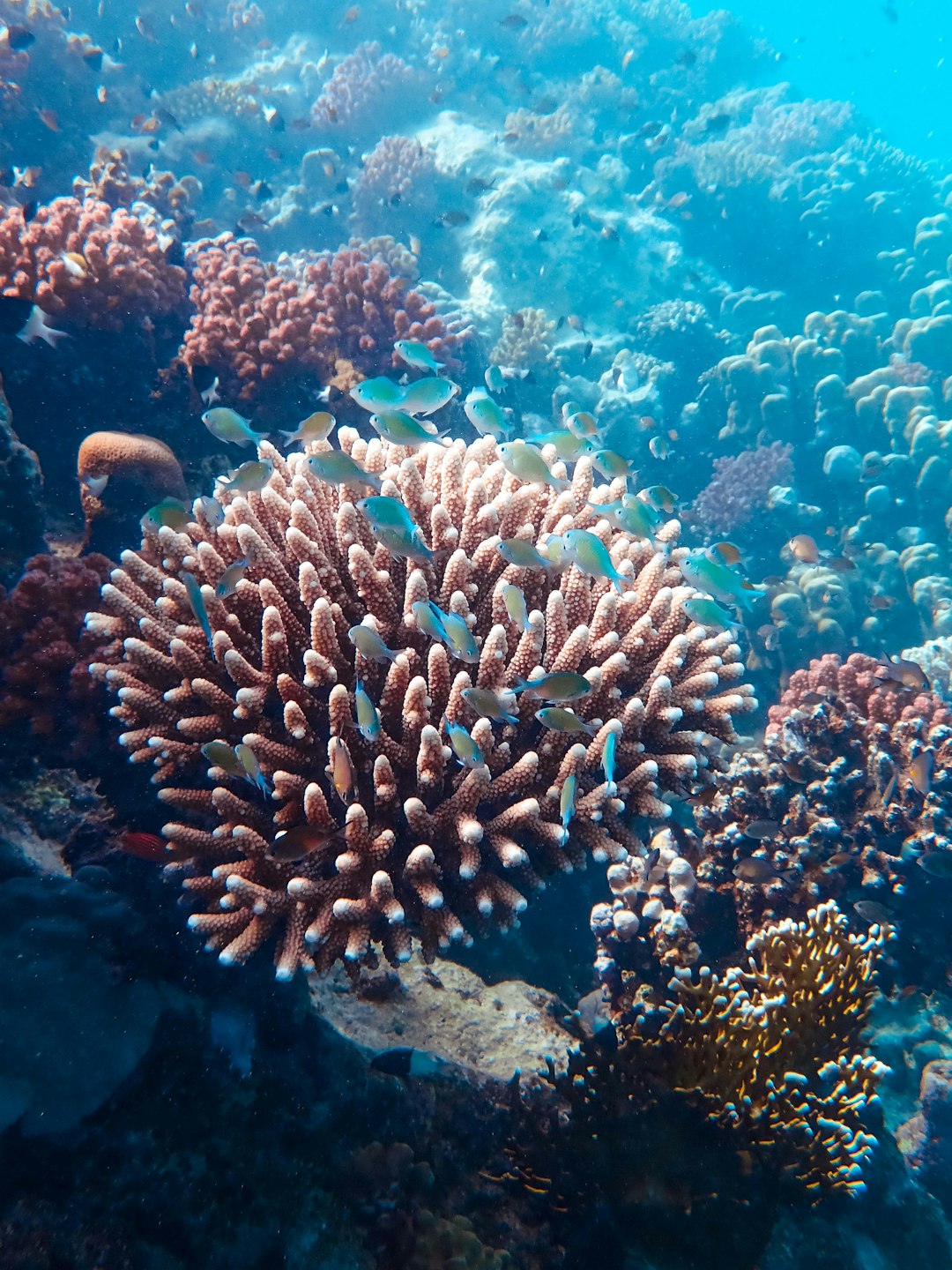 closeup photo of school of fish