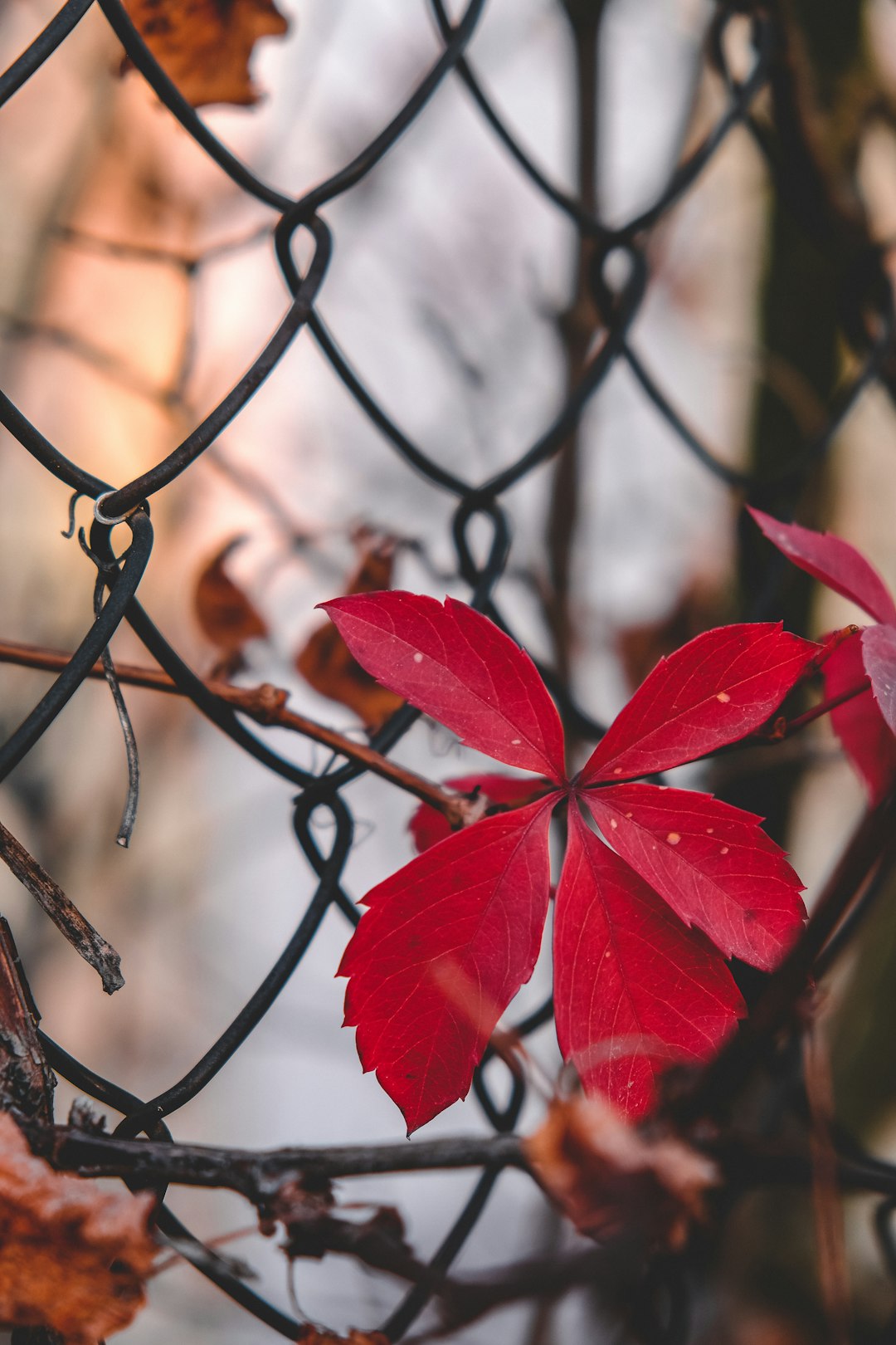 red leaf plant