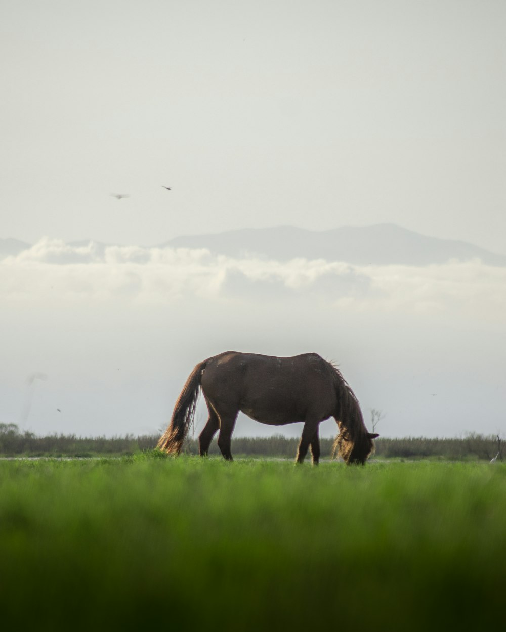 brown horse eating grass during daytime