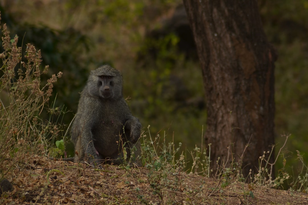 baboon sitting near tree