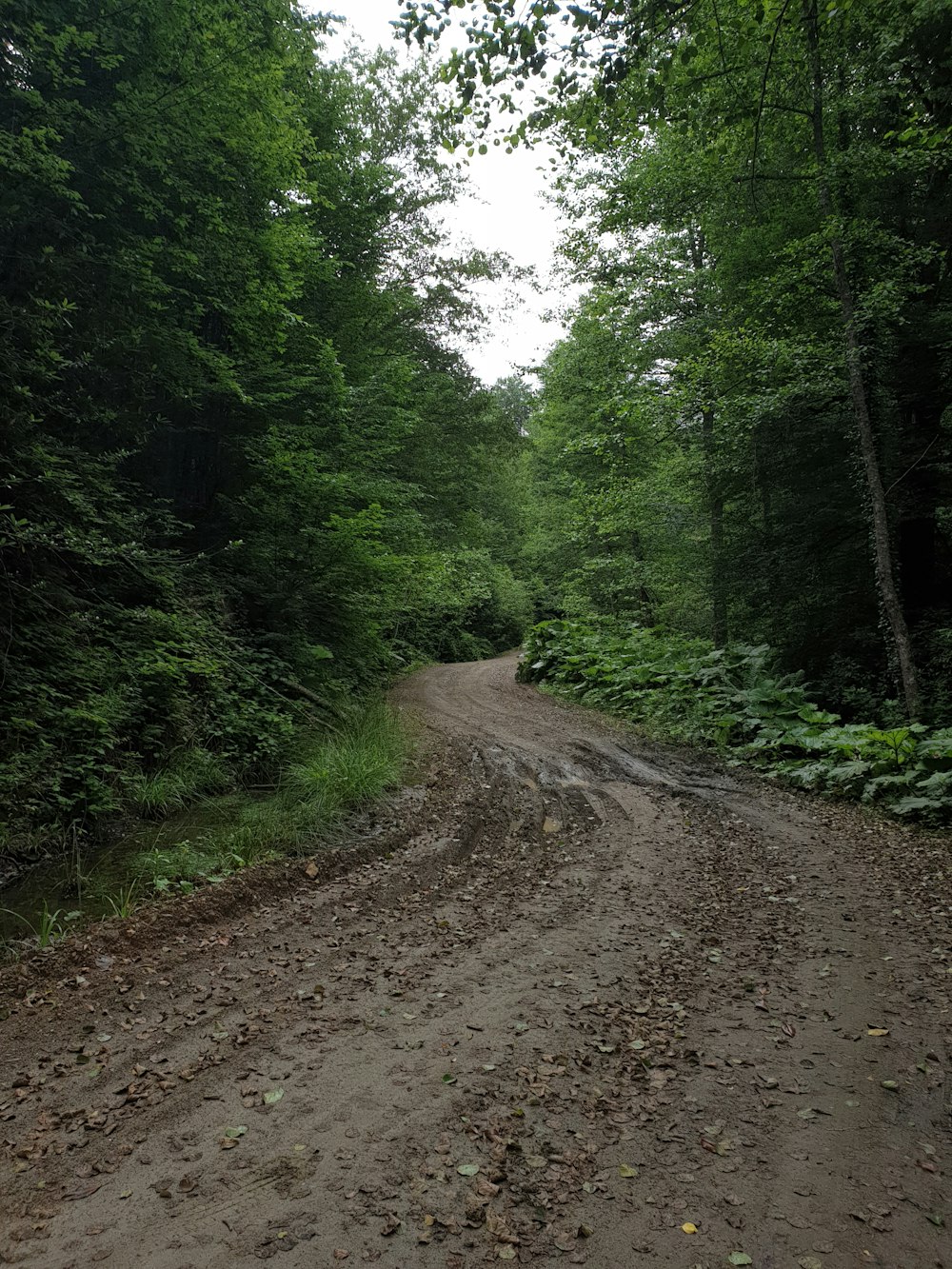 pathway between trees during daytime