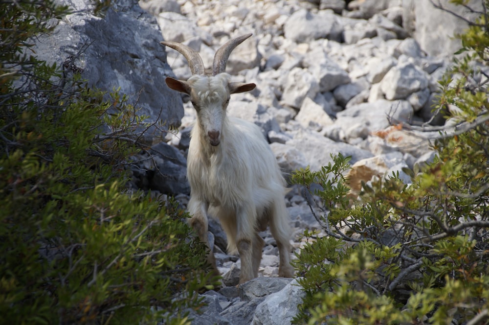 white goat in inclined rocky surface