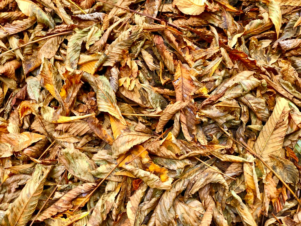 Autumn Ember