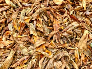Autumn Ember