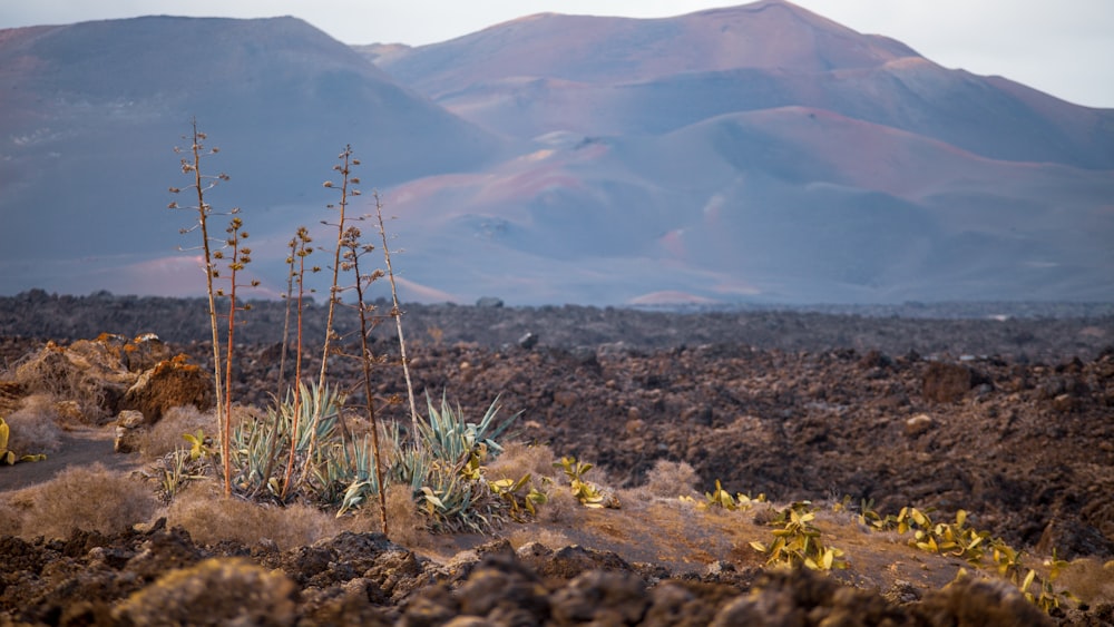 aerial photography of brown field viewing mountain during daytime