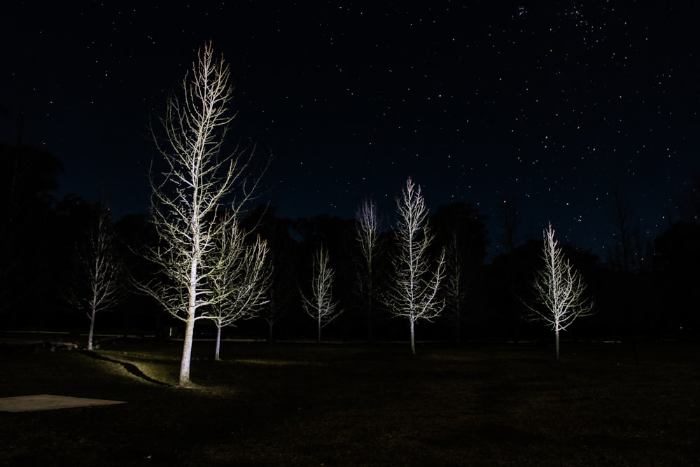 white leafless trees during night time