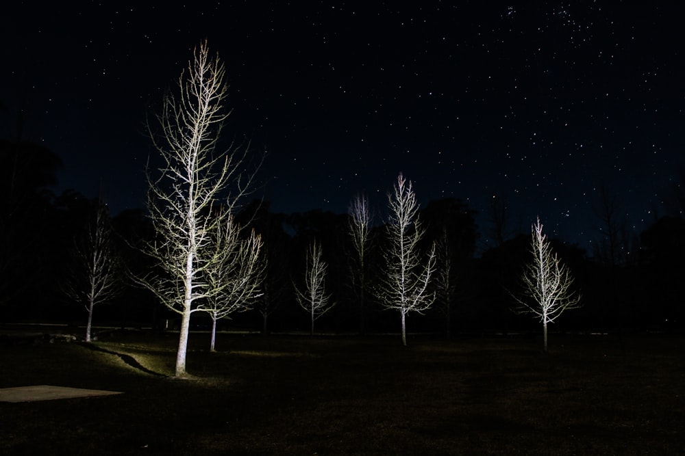 alberi bianchi senza foglie durante la notte