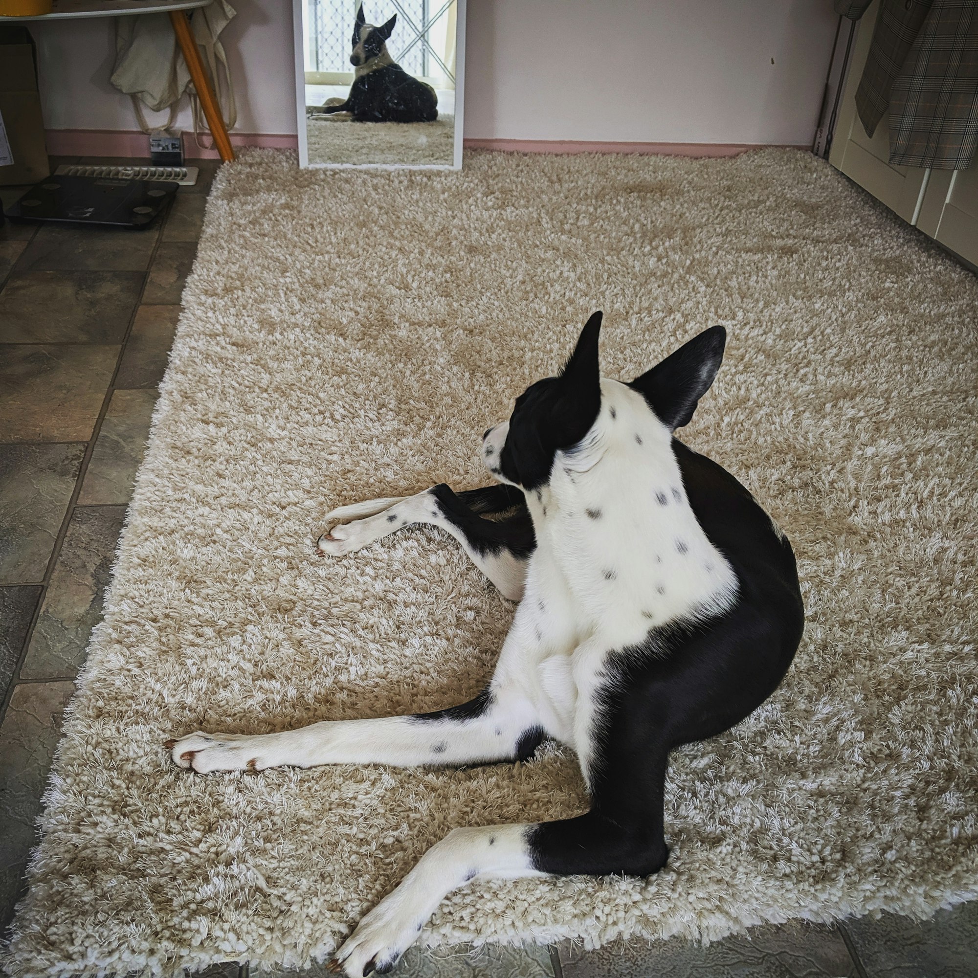 dog on area rug