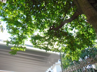 A lush canopy of green leaves is interspersed with sunlight, creating a dappled effect. The branches of a tree extend outward, partially shading a structure with a corrugated roof visible in the lower section. A decorative metal fence runs along the right side, contributing an ornamental touch.