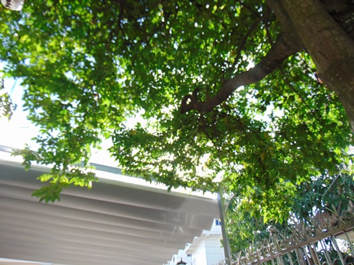 A lush canopy of green leaves is interspersed with sunlight, creating a dappled effect. The branches of a tree extend outward, partially shading a structure with a corrugated roof visible in the lower section. A decorative metal fence runs along the right side, contributing an ornamental touch.
