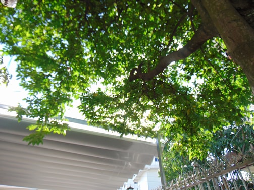A lush canopy of green leaves is interspersed with sunlight, creating a dappled effect. The branches of a tree extend outward, partially shading a structure with a corrugated roof visible in the lower section. A decorative metal fence runs along the right side, contributing an ornamental touch.