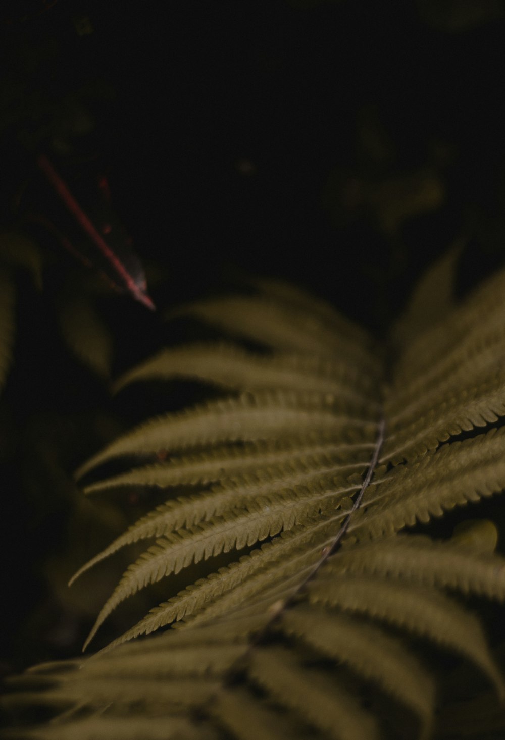 green fern at night