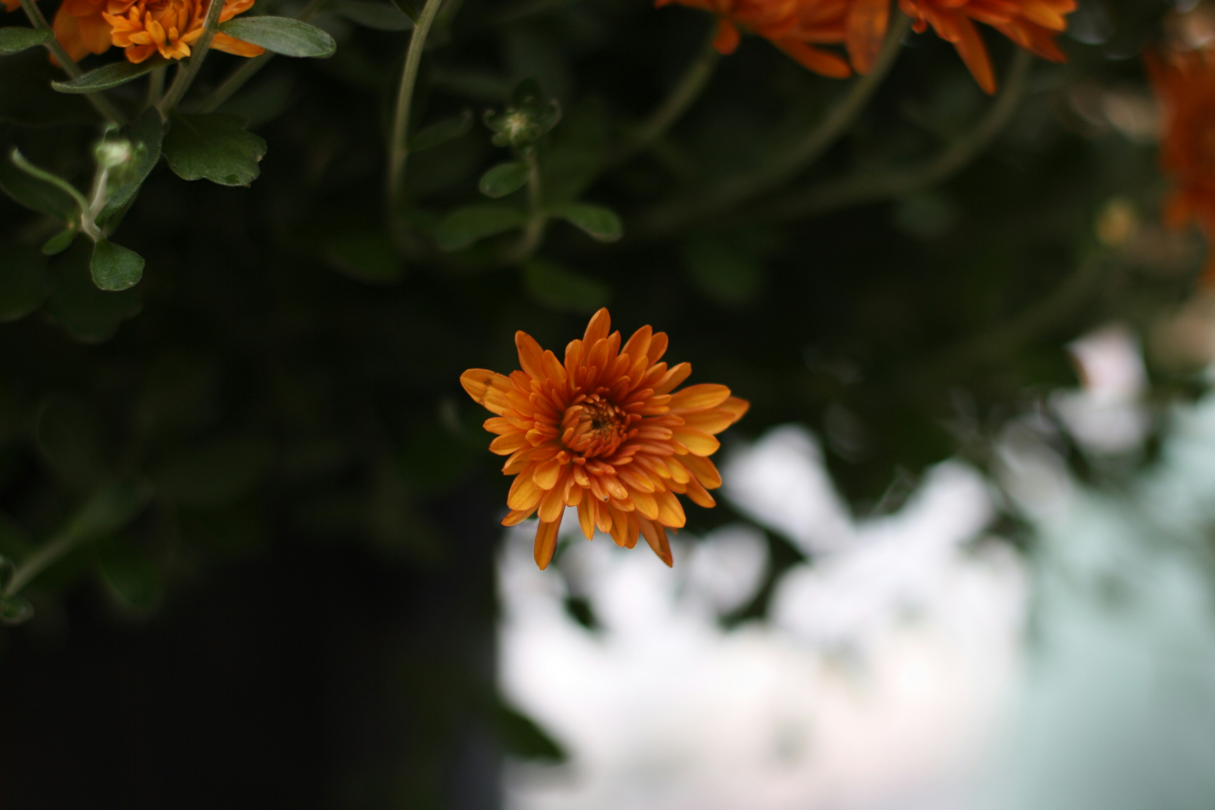 Photo by imagesbykayla