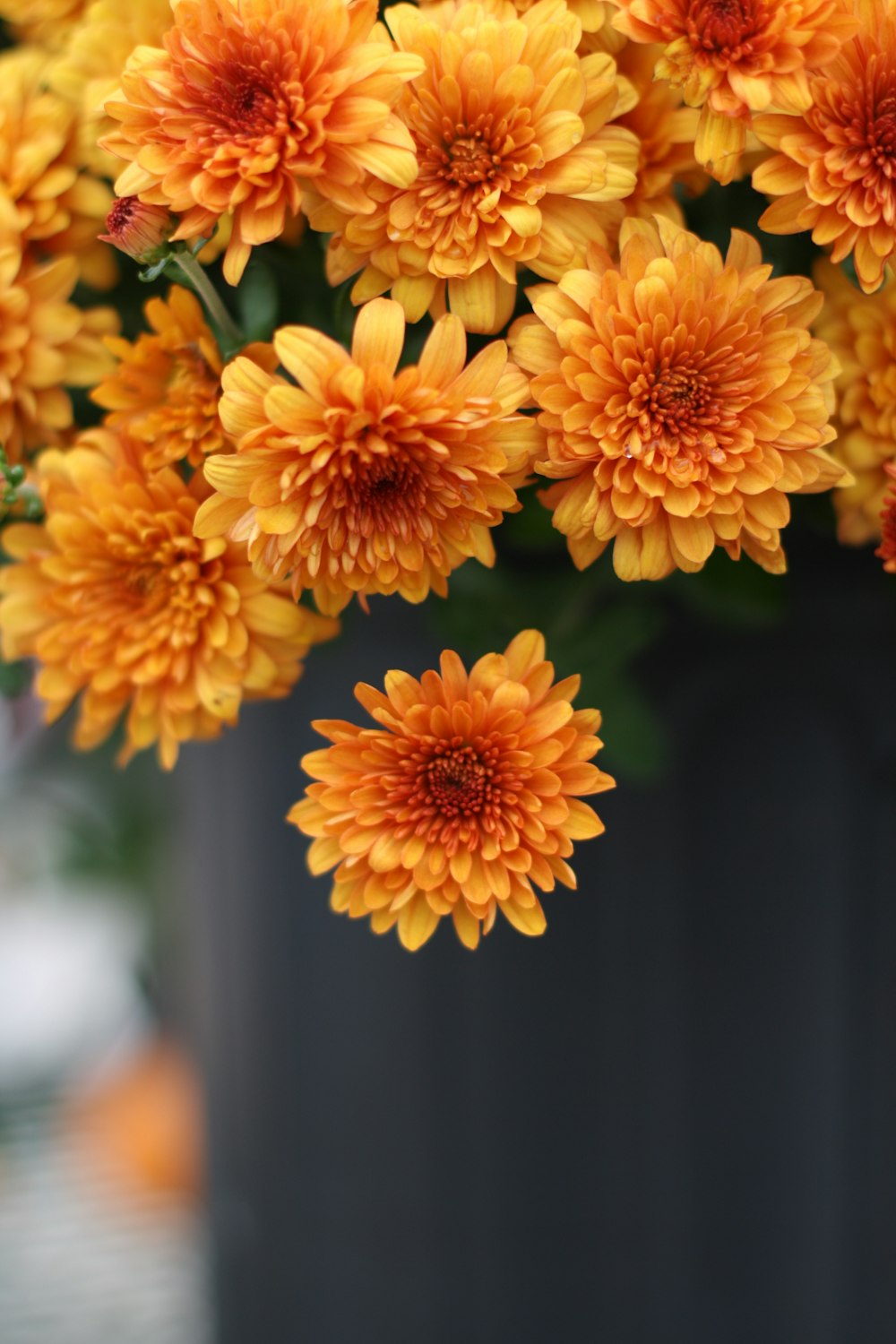 orange flowers