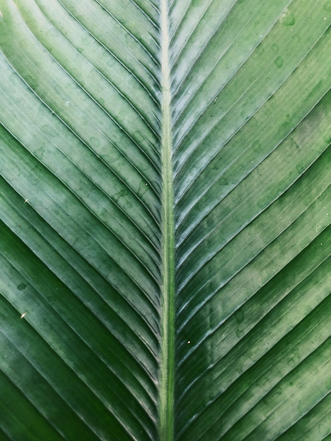 shallow focus photo of green leaf