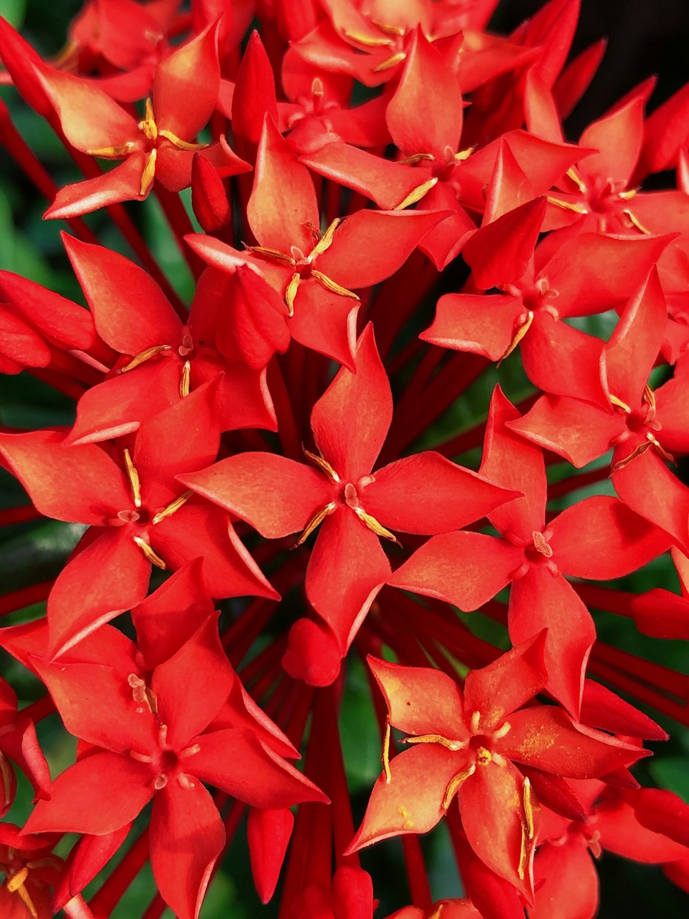 빨간 꽃의 얕은 초점 사진
