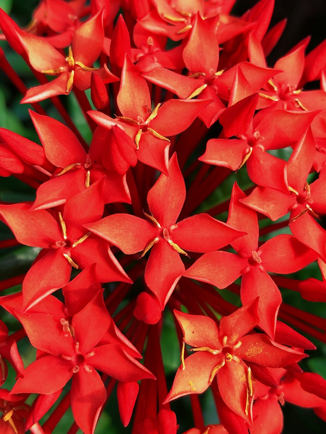 shallow focus photo of red flowers