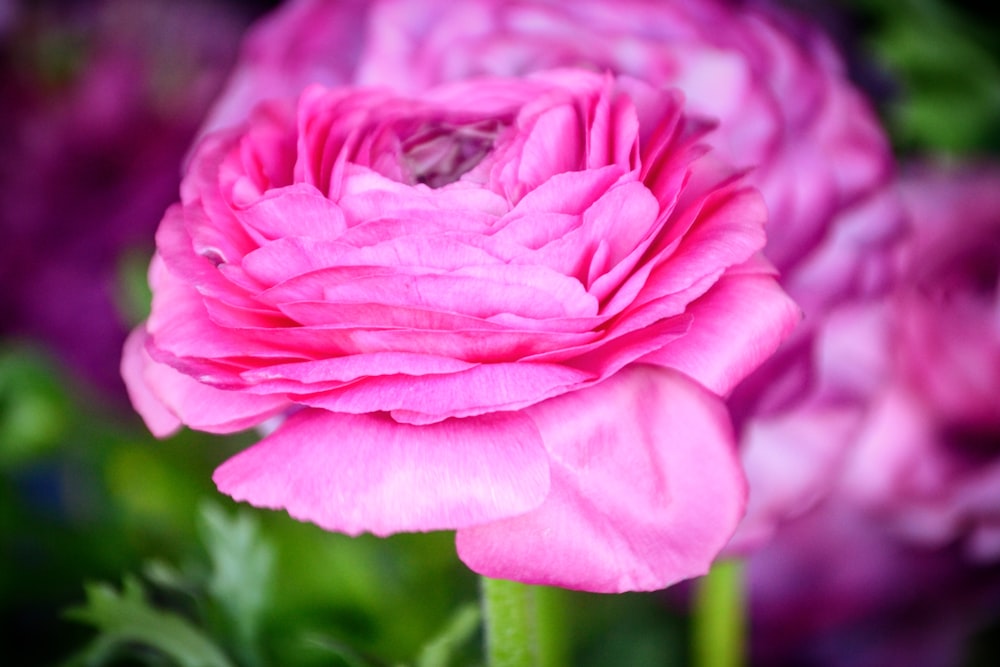 Fotografía macro de flor de rosa rosa