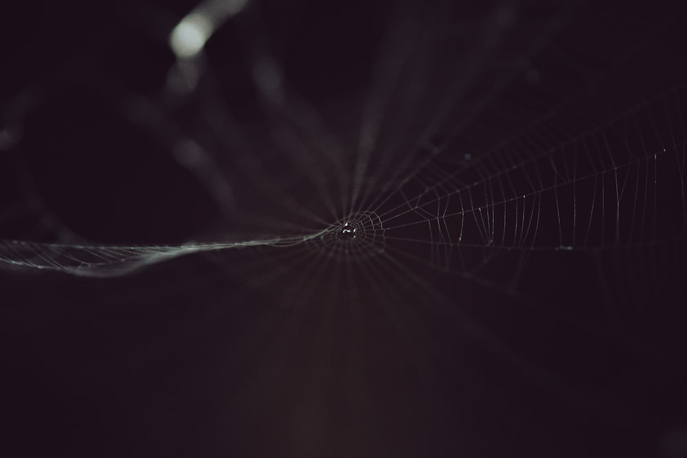 Ein Schwarz-Weiß-Foto eines Spinnennetzes