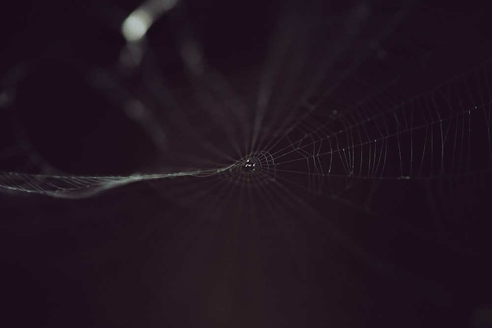 a black and white photo of a spider web