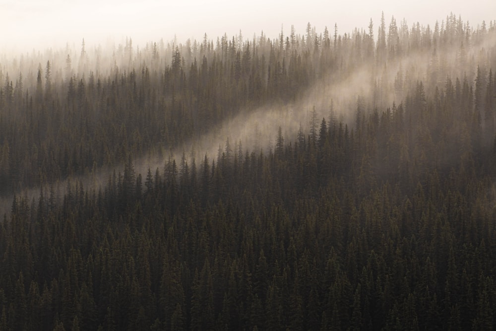 una foresta coperta di nebbia e alberi su una collina