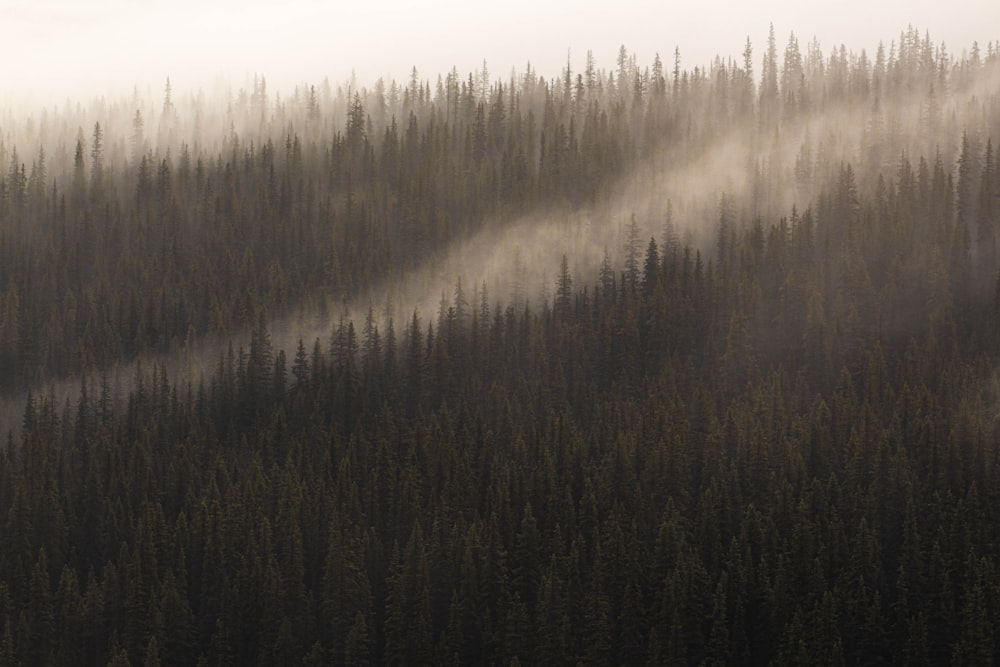 a forest covered in fog and trees on a hill