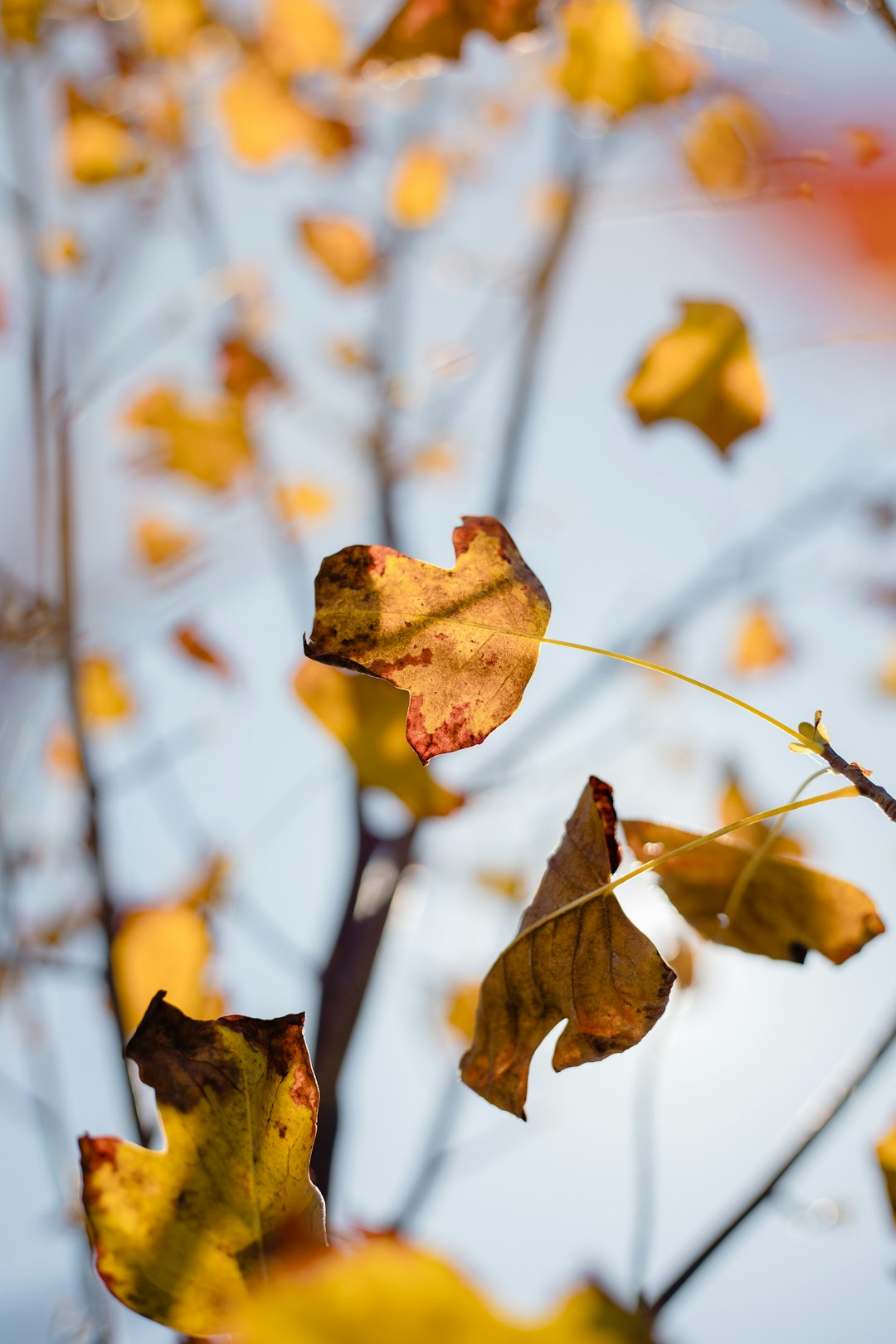 macro photography of yellow leaf tree