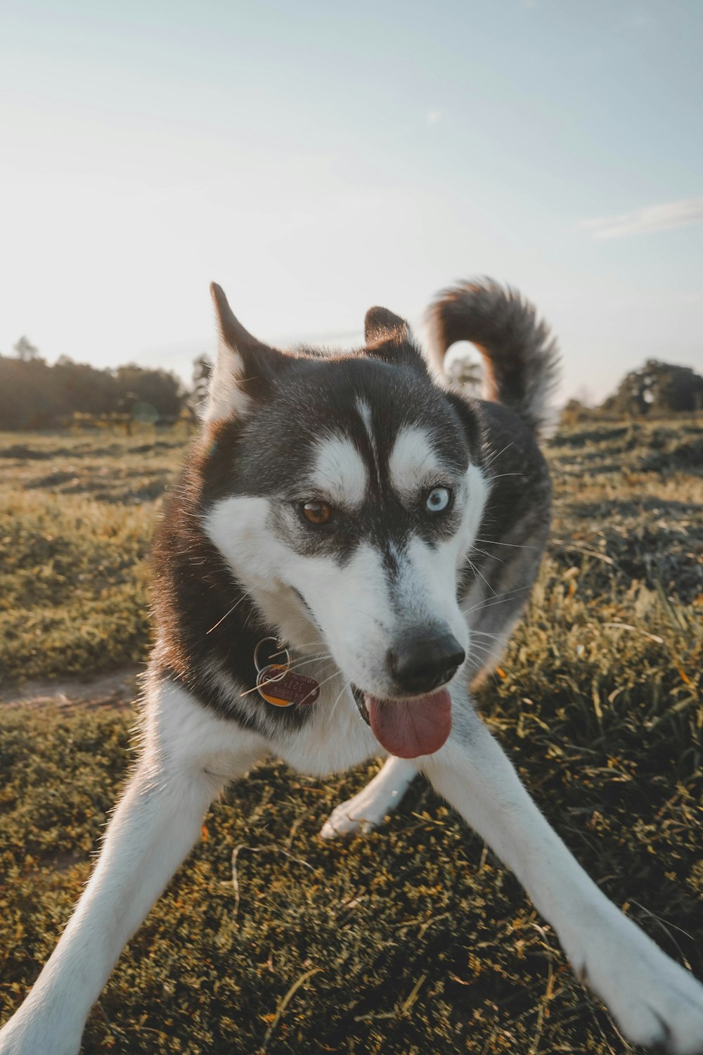 1000px x 1500px - 500+ Siberian Husky Wallpapers [HD] | Download Free Images & Stock ...
