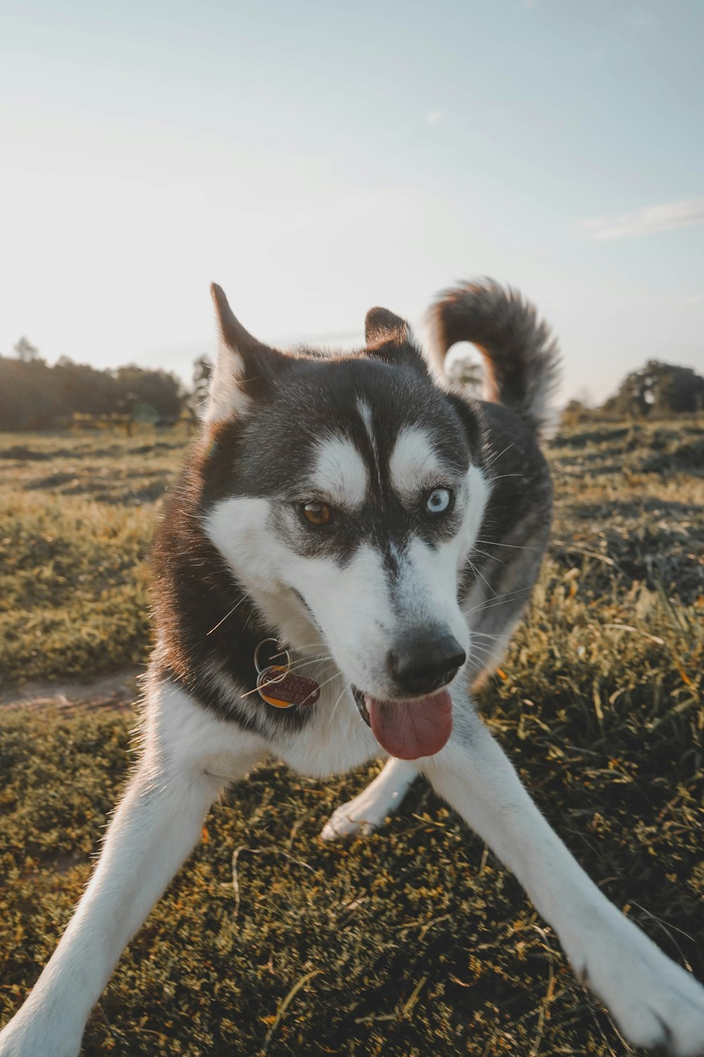 white and black dog on grass field