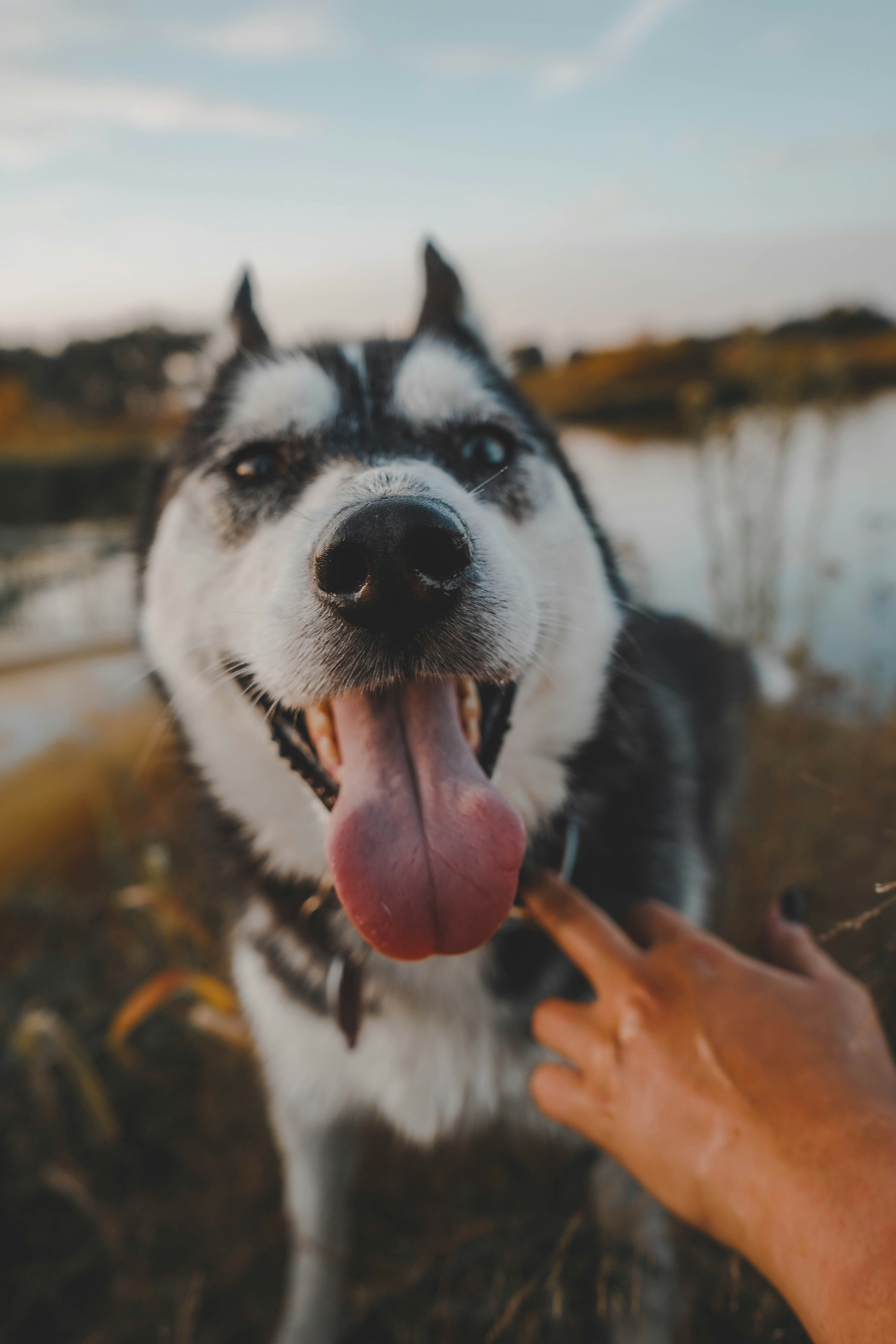 Husky sibérien photo – Image gratuite de Chien sur Unsplash, image size:3000x4500