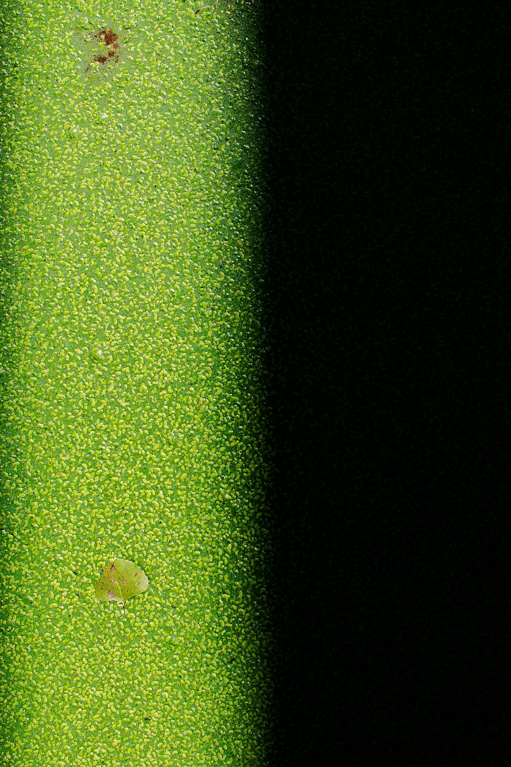 a close up of a green object with a black background