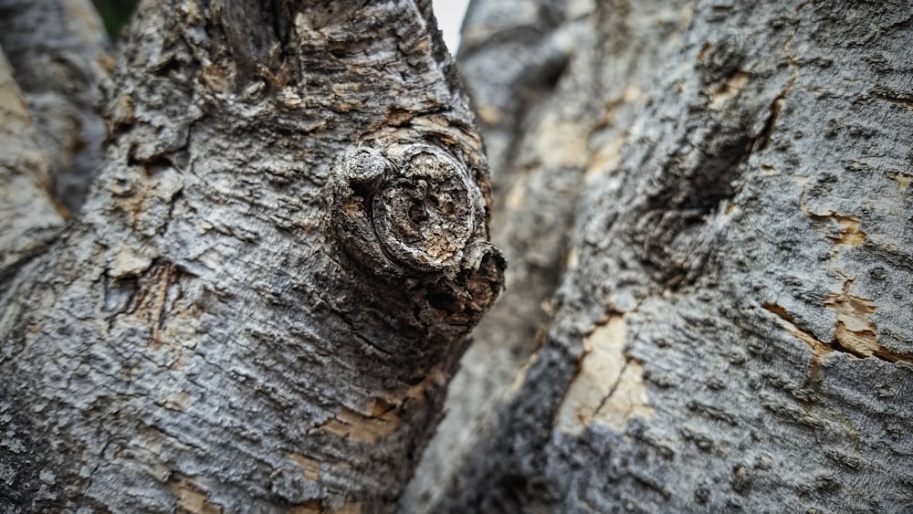 tronc d’arbre gris