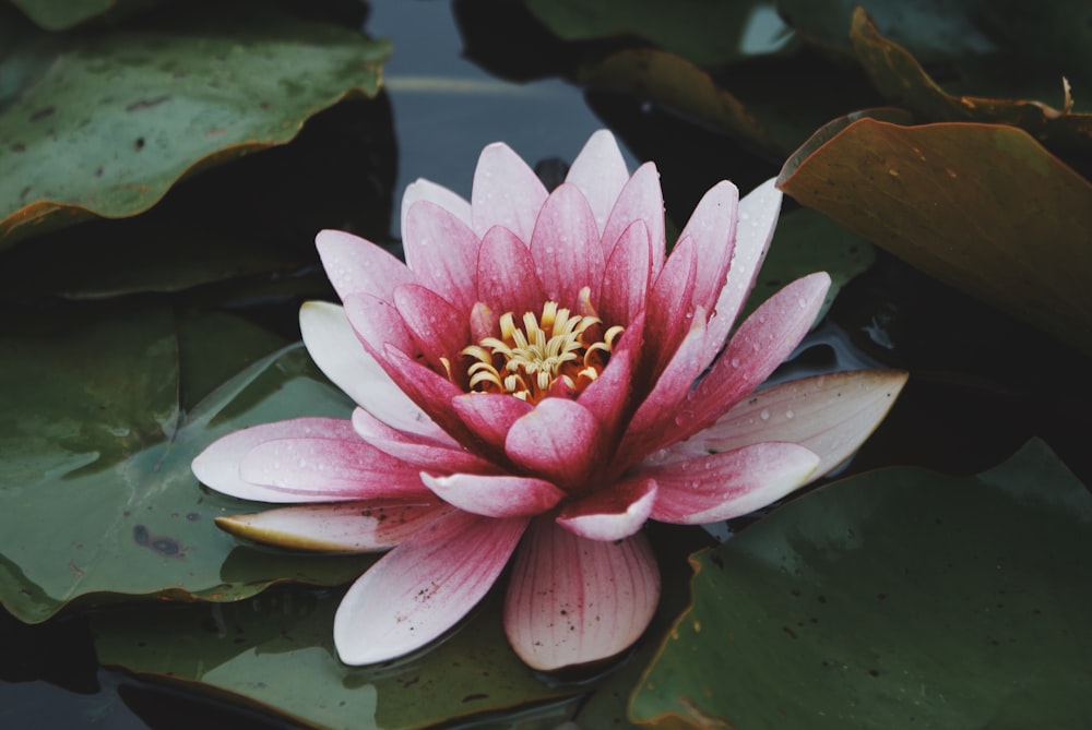 pink water lily