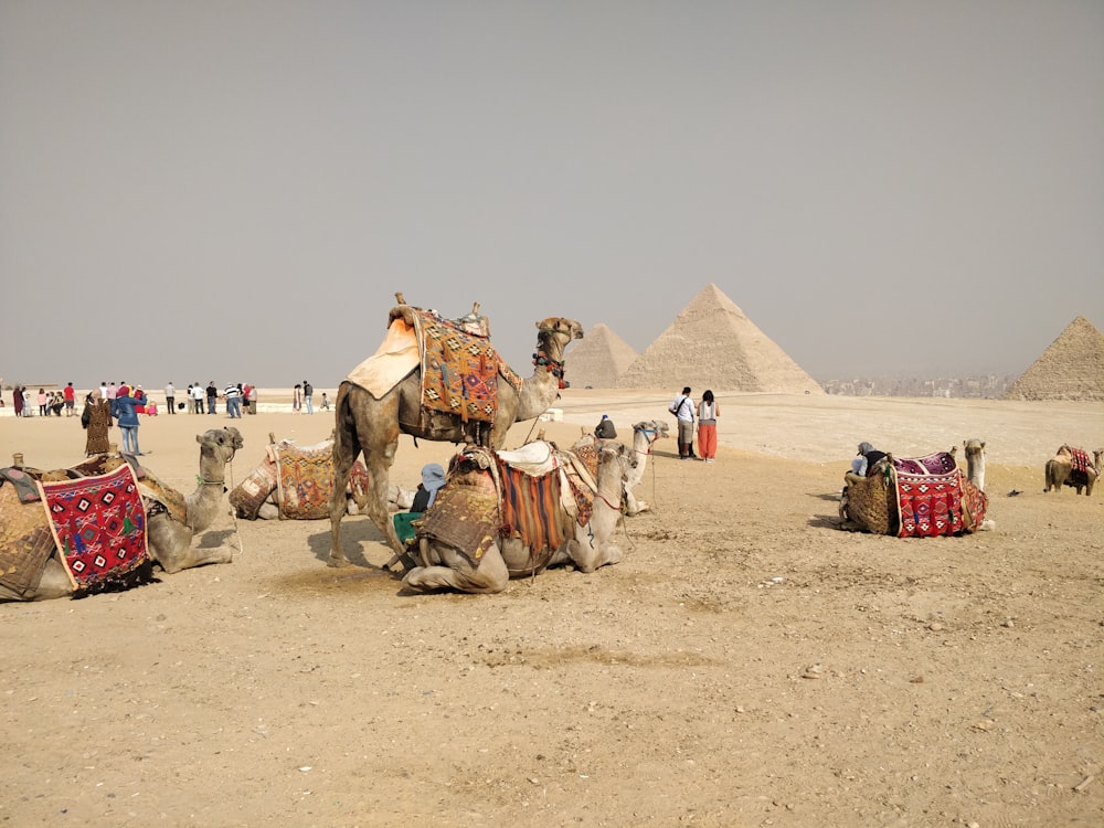 camels on dessert