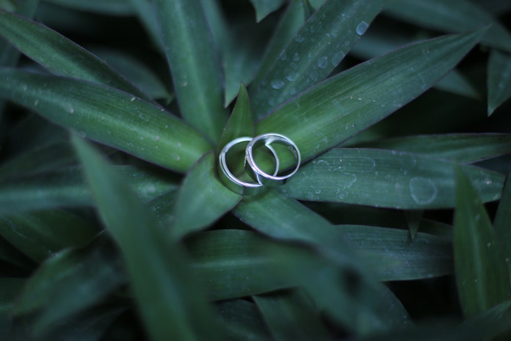 couple rings on green leaf plant