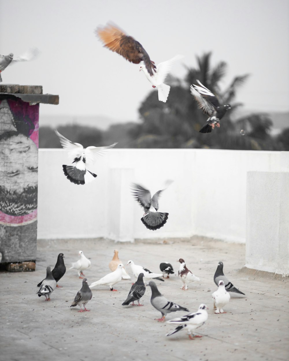 flocks of pigeon birds