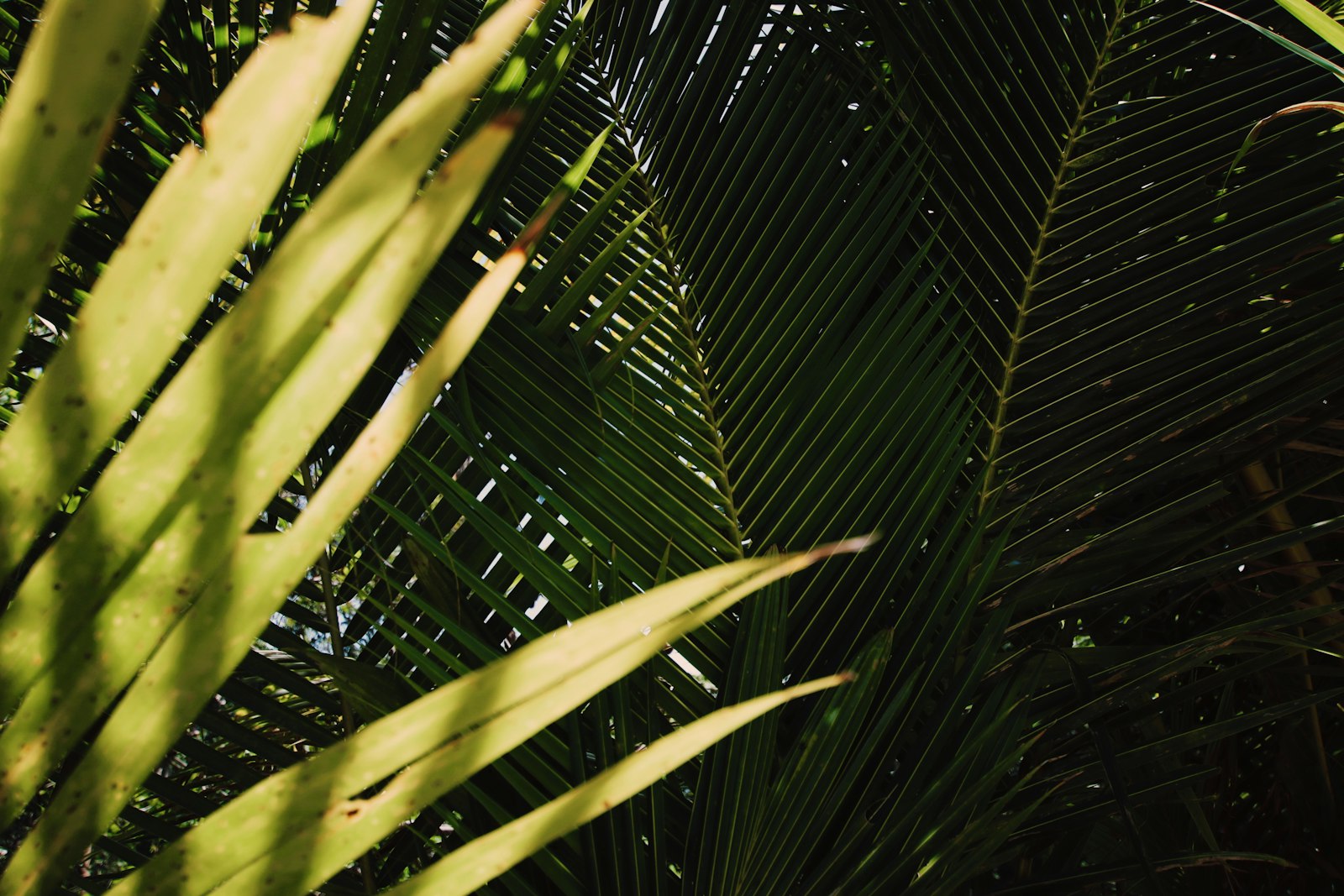 Sigma 10-20mm F3.5 EX DC HSM sample photo. Green palm trees photography