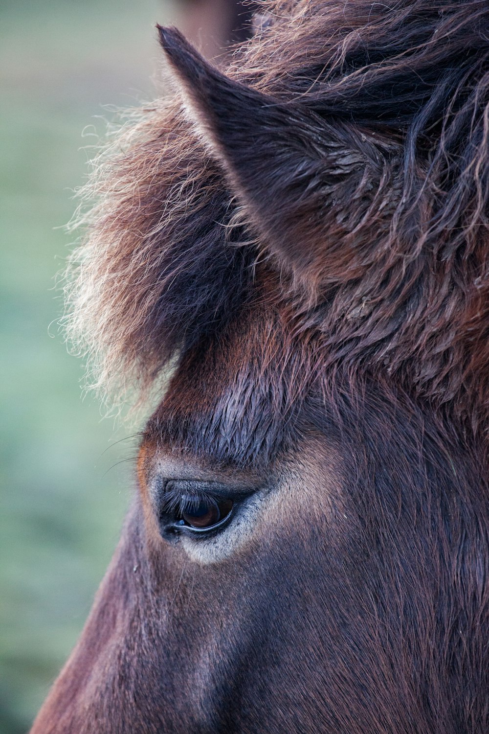 brown horse