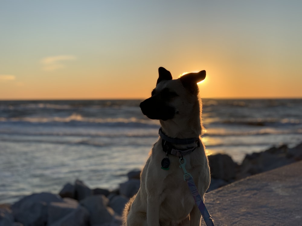 short-coated brown dog beside body of water