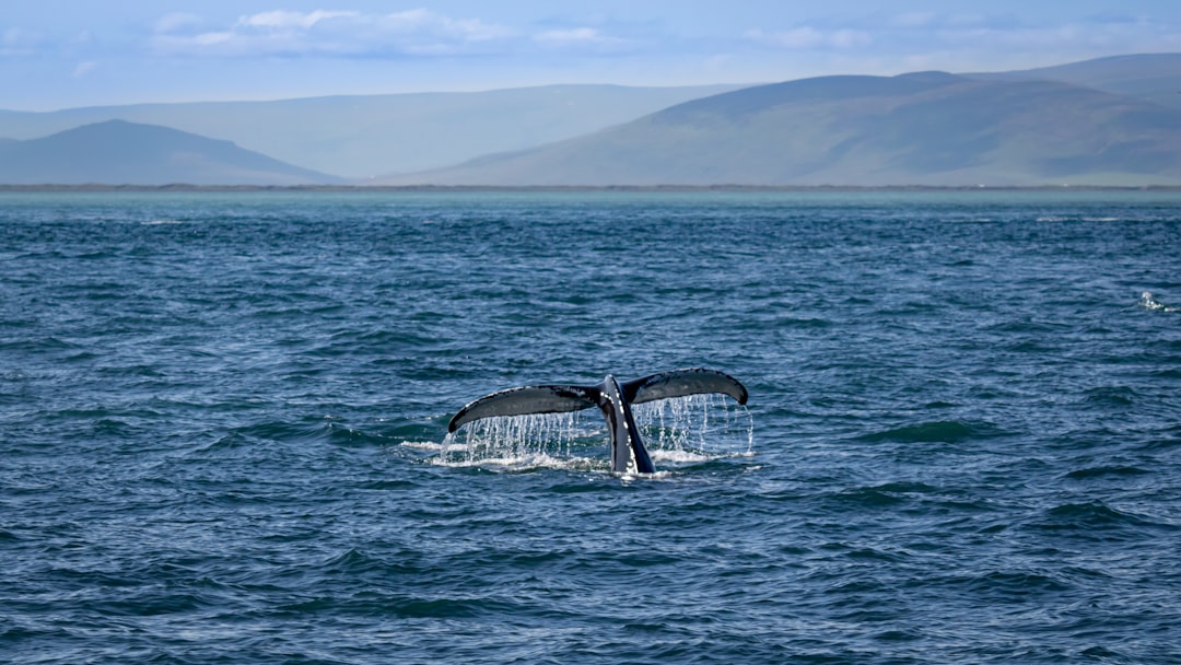 photo of Húsavík Ocean near Skjálfandi